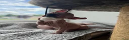 Sphynx cats for sale: Sphynx main characters - Advert 4