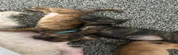 Mixed Breed dogs for sale: 6 dashound mix breed puppies  in Retford - Advert 3