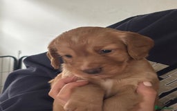 Cocker Spaniel dogs for sale: KC Registered Working Cocker Spaniel Puppies - Image 6