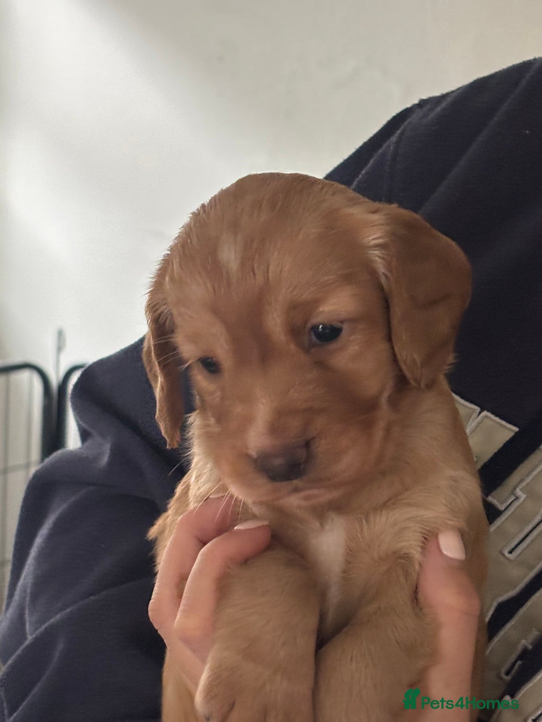 Cocker Spaniel dogs for sale: KC Registered Working Cocker Spaniel Puppies - Image 6