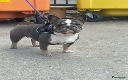 French Bulldog dogs for sale: French bulldog - Advert 1