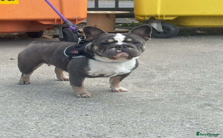 French Bulldog dogs French bulldog - Advert 1