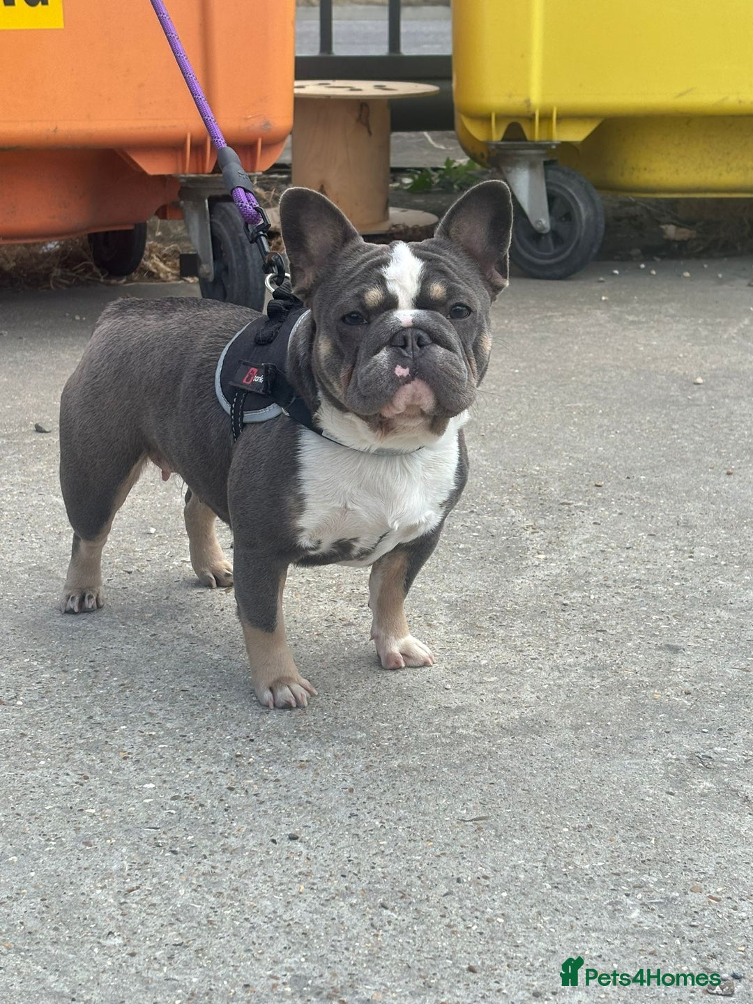 French Bulldog dogs for sale: French bulldog - Advert 1