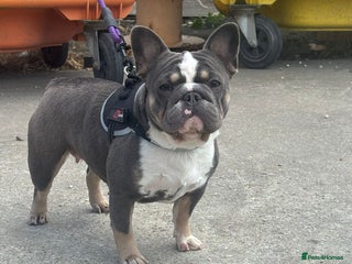 French Bulldog dogs French bulldog - Advert 1