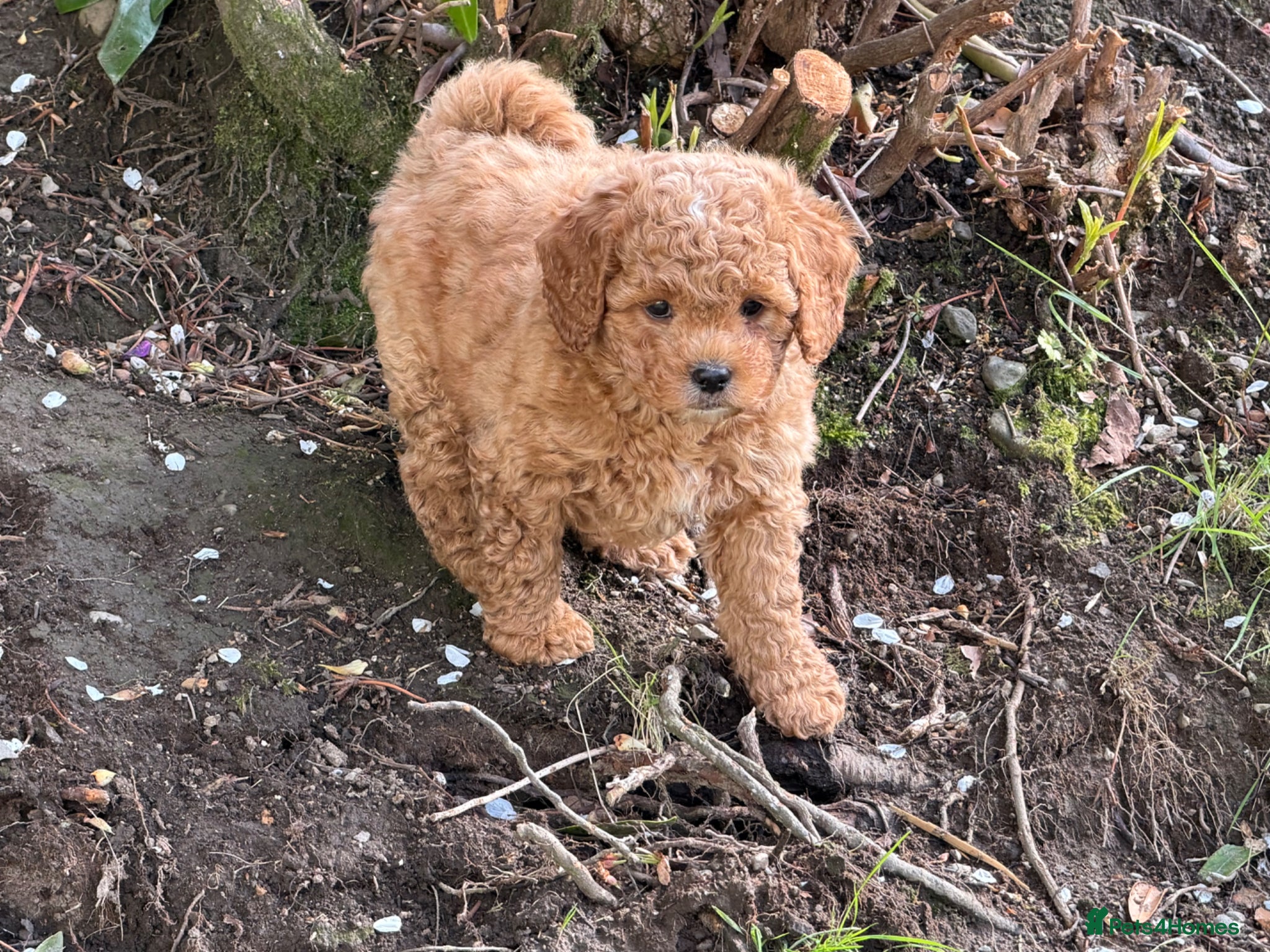 Cavachon dogs 5 ⭐️Gorgeous F1 Fox Red Cavapoochon’s  - Advert 10