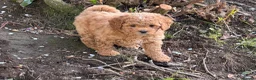 Cavachon dogs for sale: 5 ⭐️Gorgeous F1 Fox Red boy Cavapoochon. - Advert 12