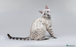 Bengal cats for sale: 🔥🏆OUTSTANDING SHOW BENGALS… READY 26th AUGUST💯 - Image 20