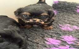 Shih Tzu dogs for sale: LAST BOY LEFT Imperial shih tzu dobies - Image 10