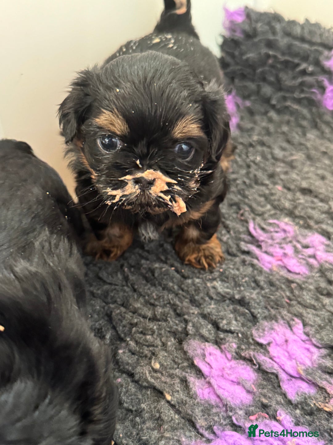 Shih Tzu dogs for sale: LAST BOY LEFT Imperial shih tzu dobies - Image 10