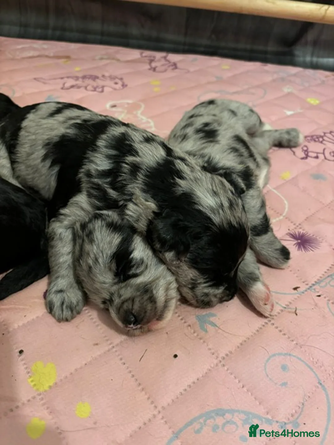 Labradoodle dogs for stud: Multigen/F3b Labradoodle Stud in Calne - Advert 31