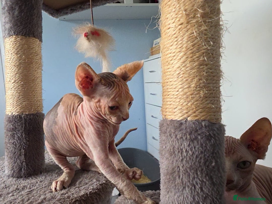 Sphynx cats for sale: 🩷 Sphynx Kitten – Female - Image 9