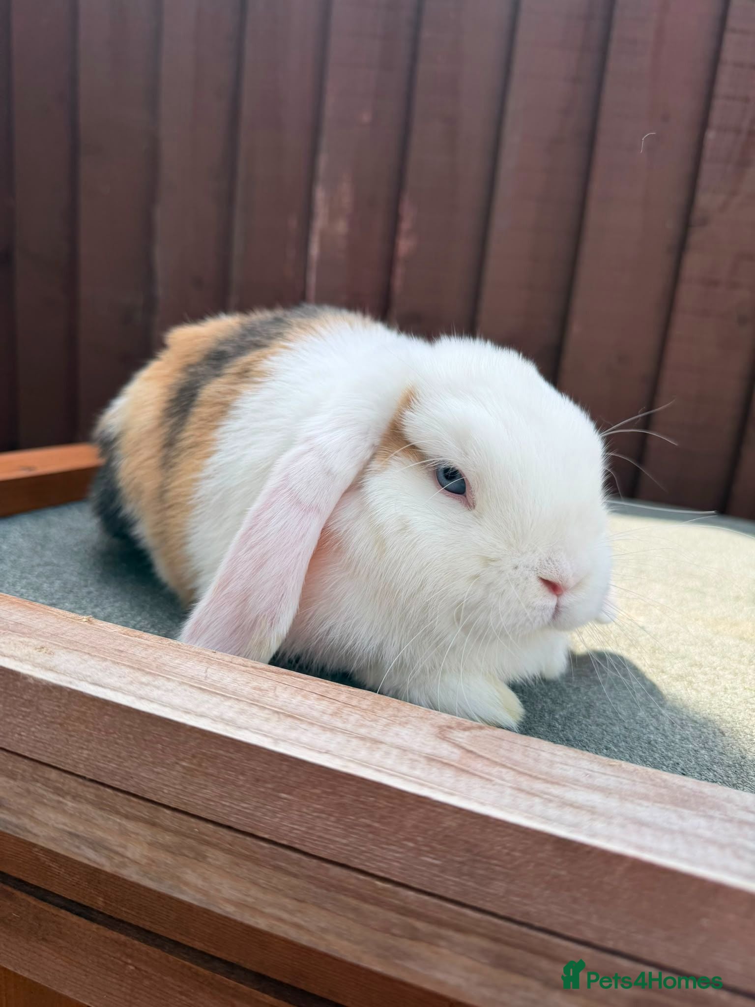 Mini Lop rabbits Purebred minilop bucks AVAILABLE NOW - Advert 1