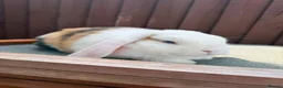 Mini Lop rabbits for sale: Purebred minilop bucks AVAILABLE NOW - Advert 1