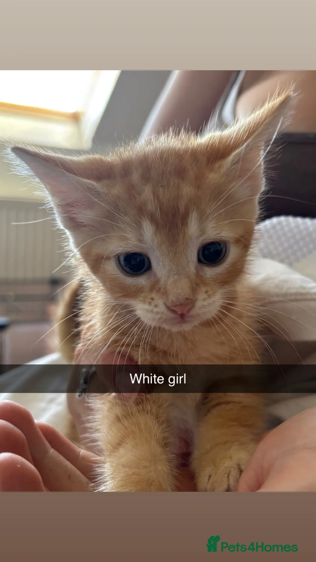 Mixed Breed cats for sale: 7 stunning kittens looking for forever homes in Witney - Advert 9