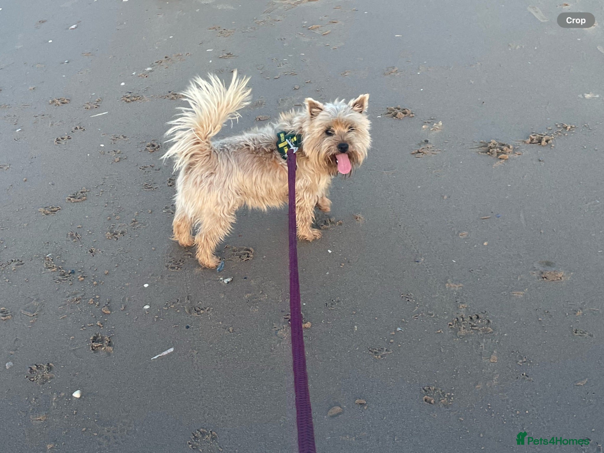 Cairn Terrier dogs Saturn Norman for Stud KC Reg  - Advert 1