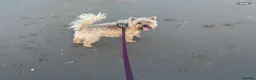 Cairn Terrier dogs for stud: Saturn Norman for Stud KC Reg  - Advert 1