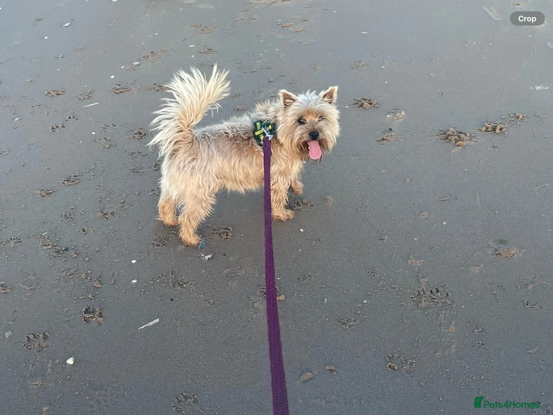 Cairn Terrier dogs for stud: Saturn Norman for Stud KC Reg  - Advert 1