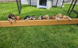 Cockapoo dogs for sale: Cockapoo Puppies - Image 1