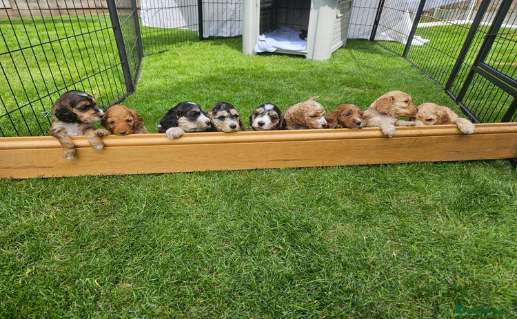 Cockapoo dogs - Advert 9