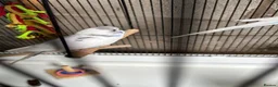 Budgerigars birds for sale: Baby budgie - Advert 4