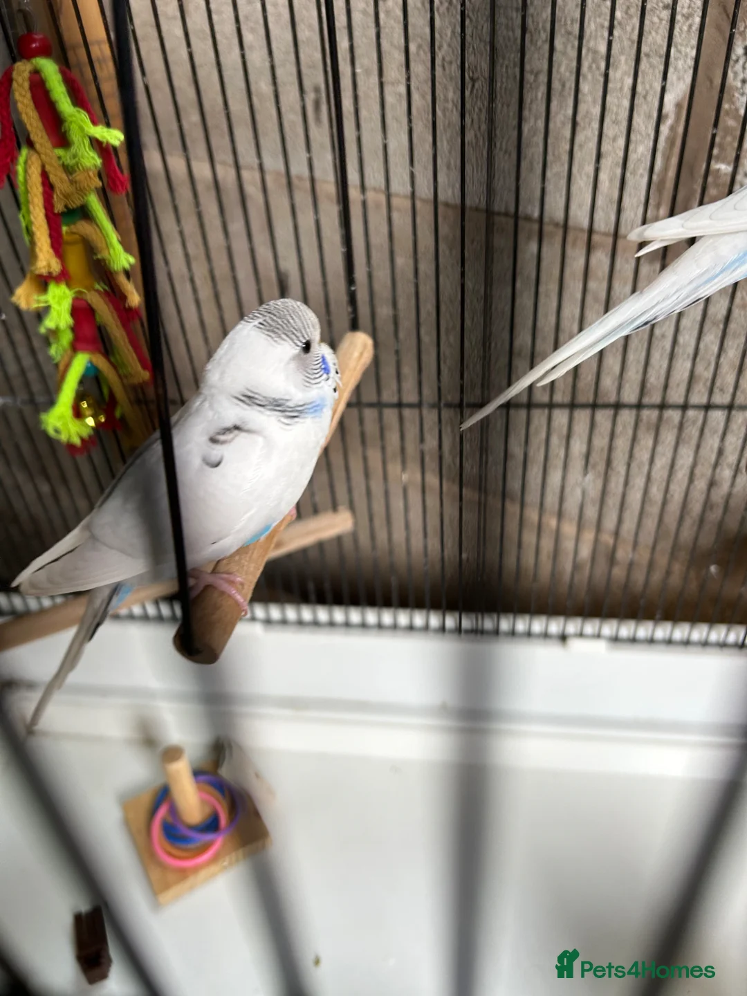 Budgerigars birds for sale: Baby budgie - Advert 4