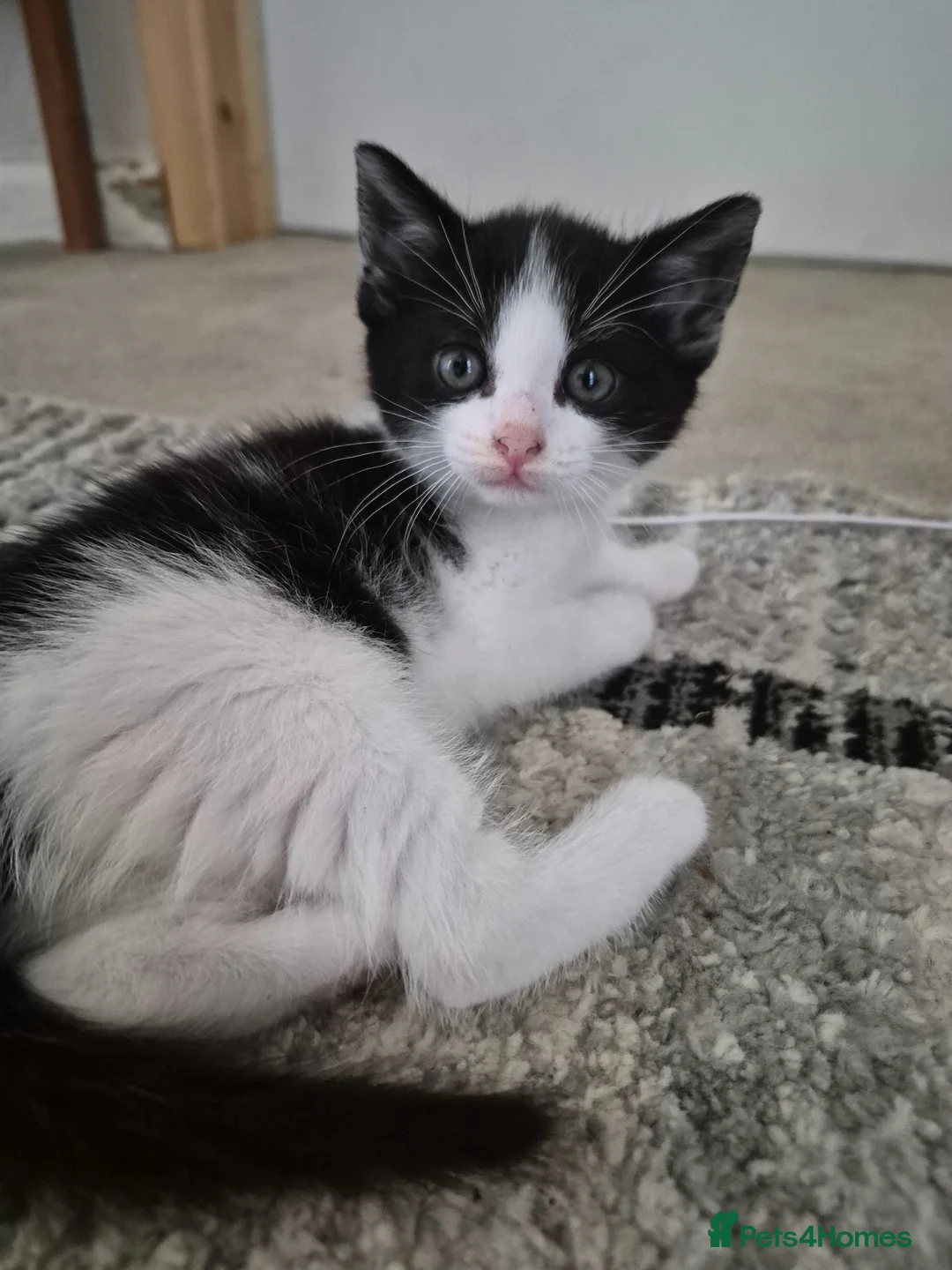 Mixed Breed cats for sale: Maine coon cross British shorthair  - Advert 10