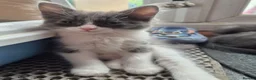 Mixed Breed cats for sale: 5 Gorgeous Grey Galoofs  - Advert 4