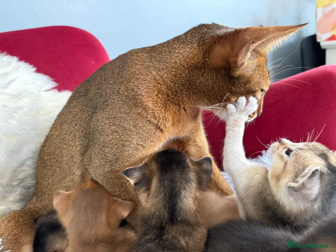 Abyssinian cats for sale: TICA reg rarest colours Aby kittens boys and girls - Advert 2