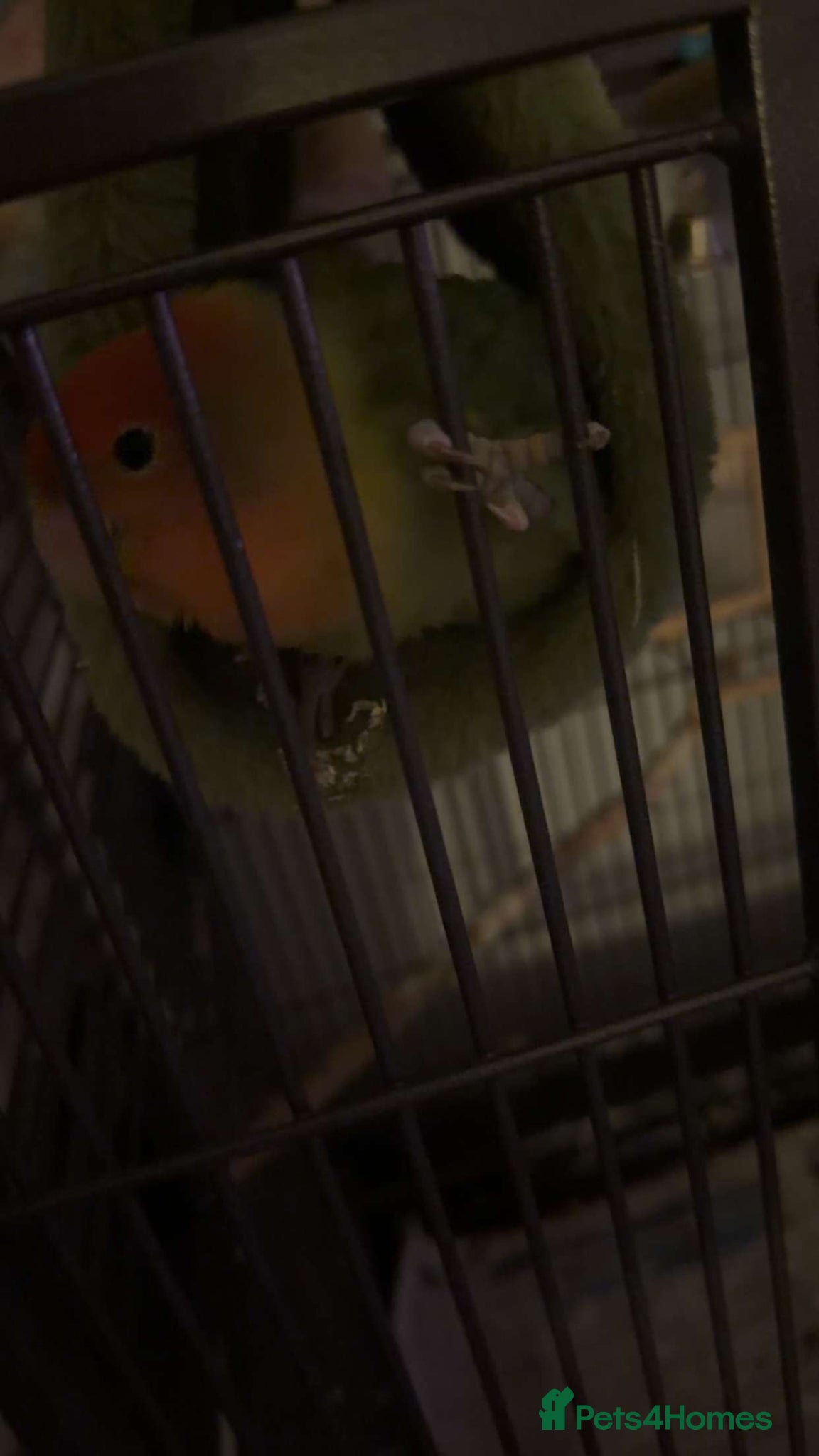 Lovebirds birds Love bird for sale  - Advert 6
