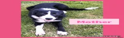 Border Collie dogs for sale: Border collie puppies  - Advert 10