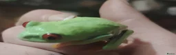 Frog reptiles for sale: 2 red eyed tree frogs with vivid and accessories  - Advert 4