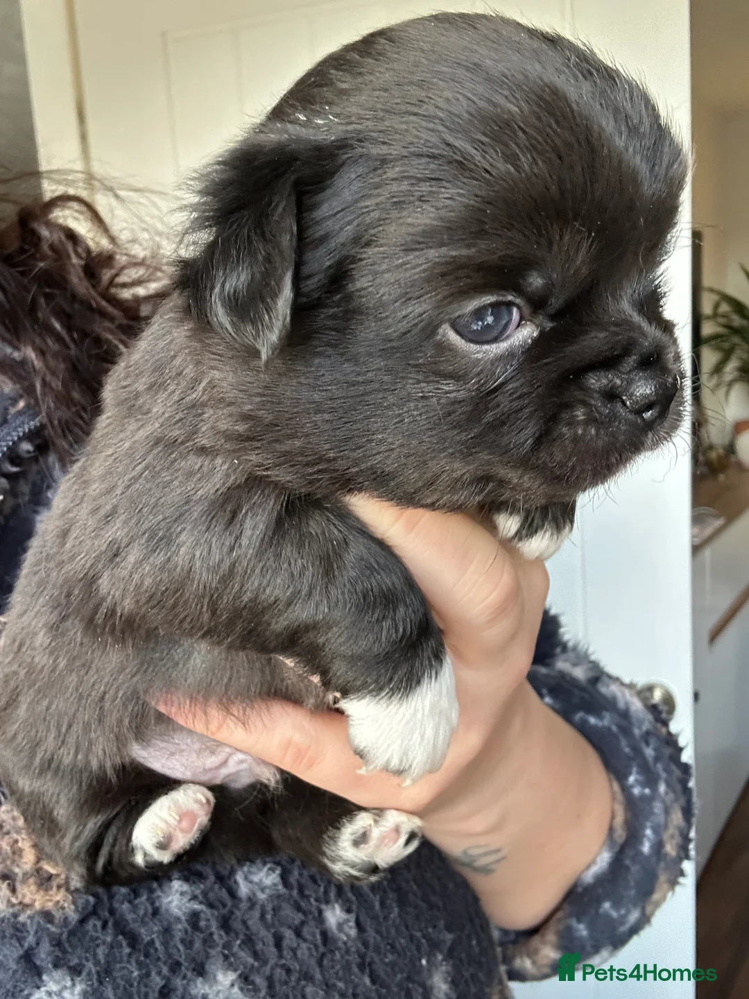 Chihuahua dogs for sale: 🥰Gorgeous Long-Coat chihuahua puppies  - Advert 14