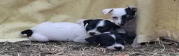 Jack Russell dogs for sale: Outstanding Jack Russel male puppies - Advert 7