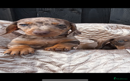 Dachshund dogs for sale: Miniature smooth coat dachshunds  - Image 6