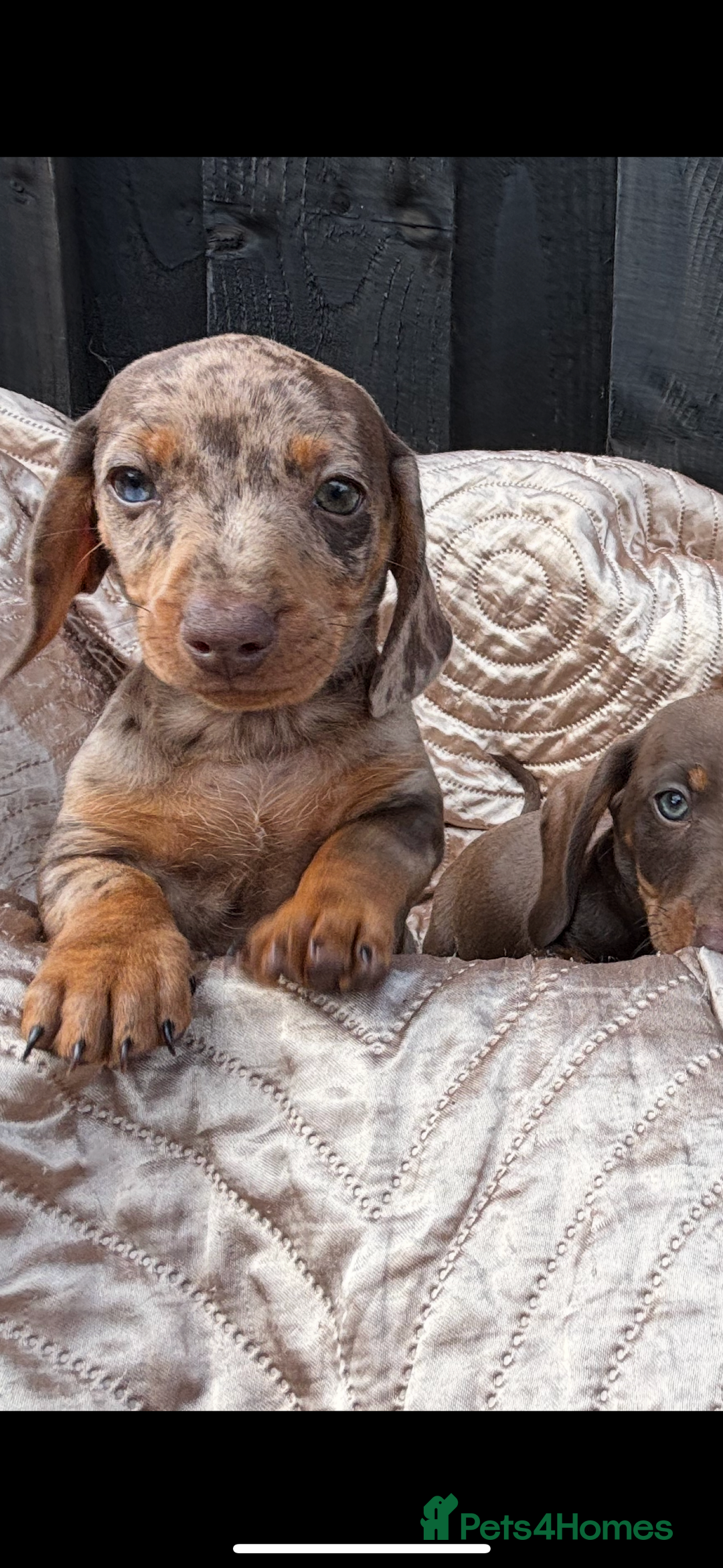 Dachshund dogs for sale: Miniature smooth coat dachshunds  - Image 6