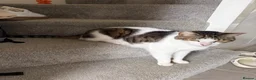 Mixed Breed cats for sale: Milo  - Advert 2