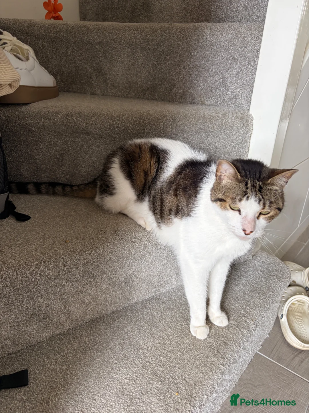 Mixed Breed cats for sale: Milo  - Advert 2