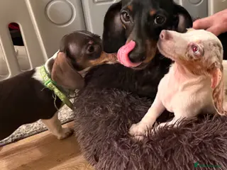 Miniature Dachshund dogs ⚜️Charming Little Puppies ⚜️Ready To Go - Advert 3