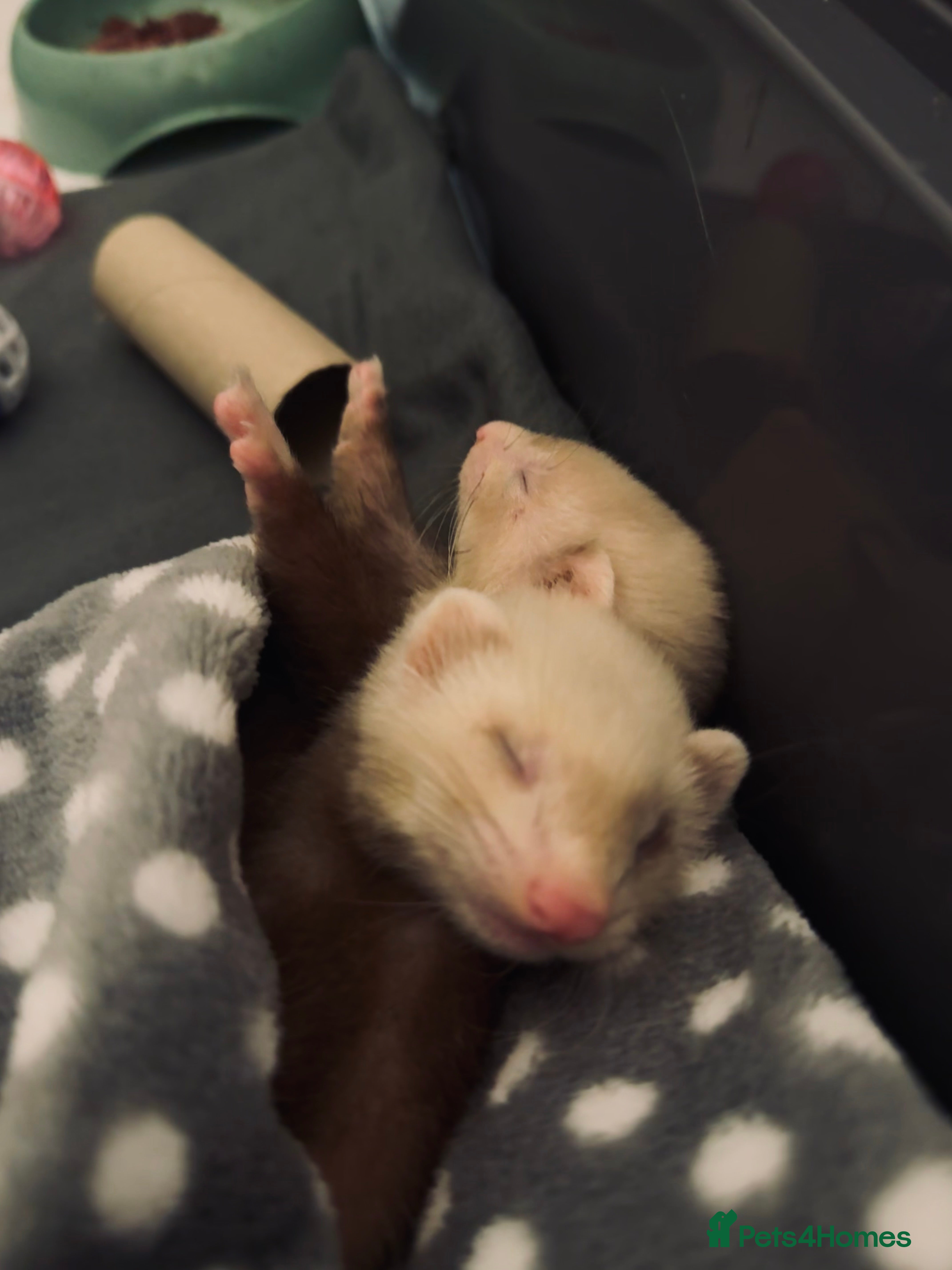 Ferret rodents 3 little ferrets for rehome!  - Advert 13