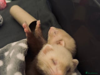 Ferret rodents 3 little ferrets for rehome! - Advert 3