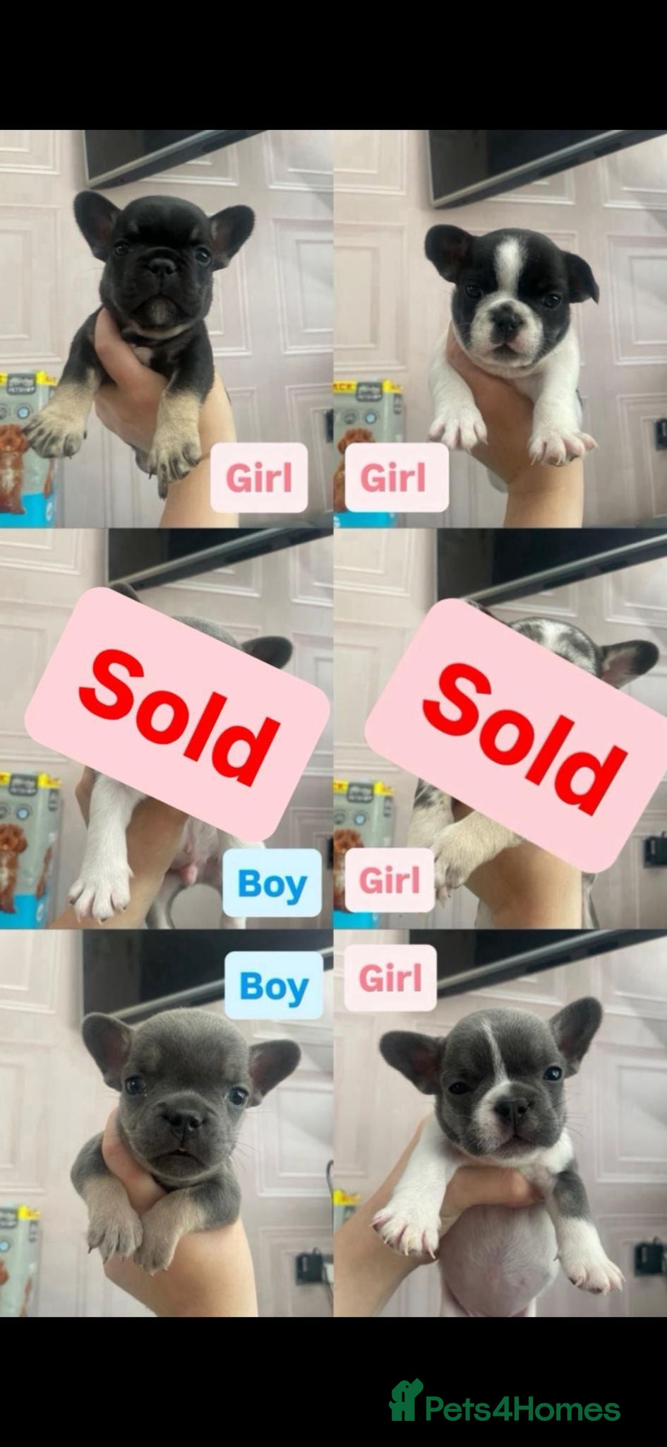 French Bulldog dogs French bulldog puppy 8 weeks boys and girls - Advert 4