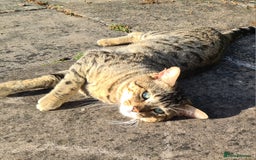 Bengal cats for sale: TWO Beautiful kittens of JOY remaining! - Image 14