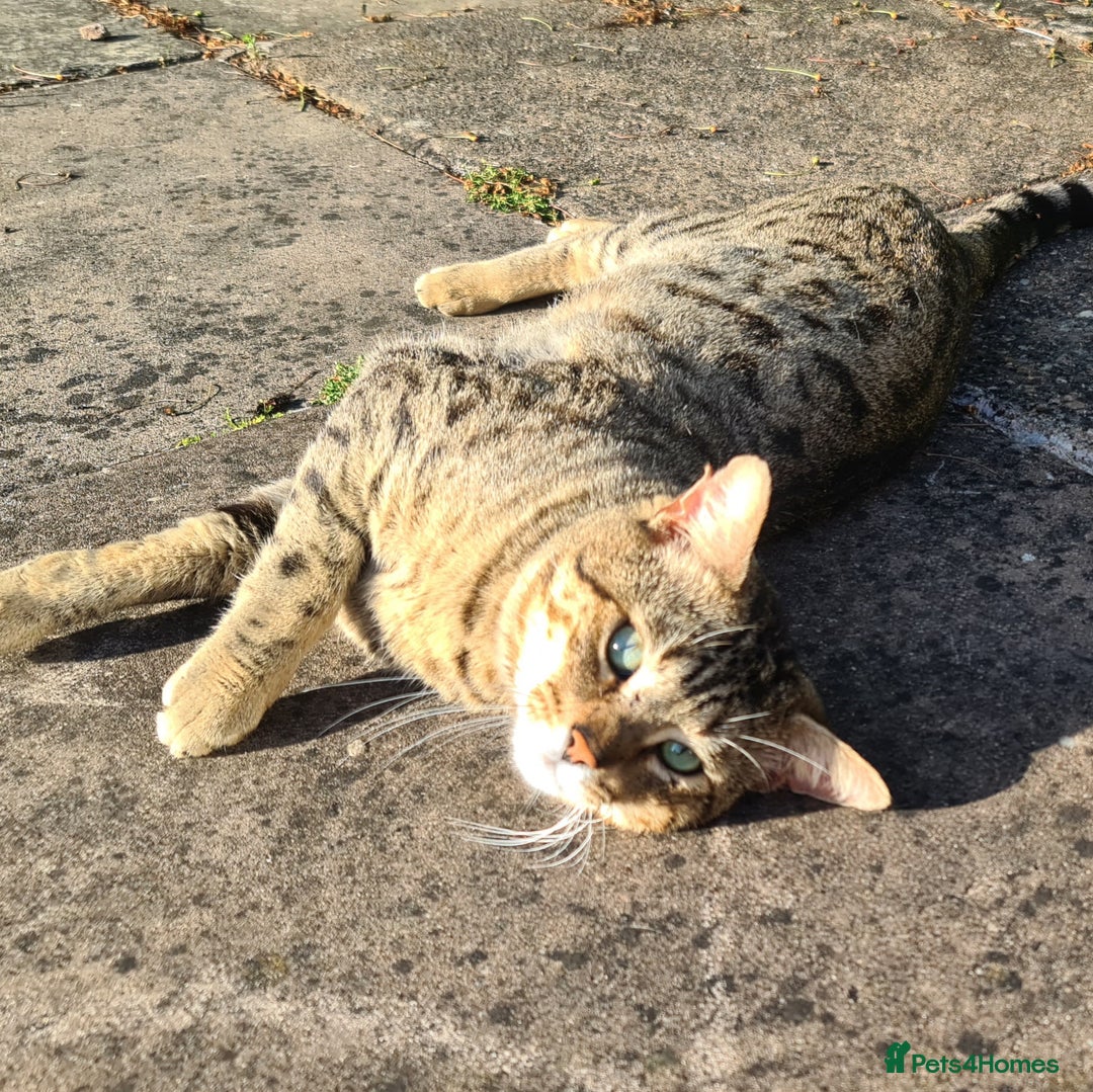 Bengal cats for sale: TWO Beautiful kittens of JOY remaining! - Image 14