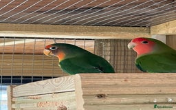 Lovebirds birds for sale: Lovebirds x 8 - Image 2