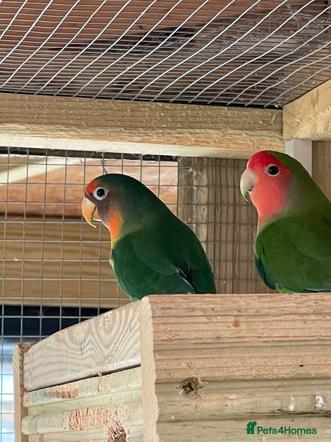 Lovebirds birds for sale: Lovebirds x 8 - Image 2