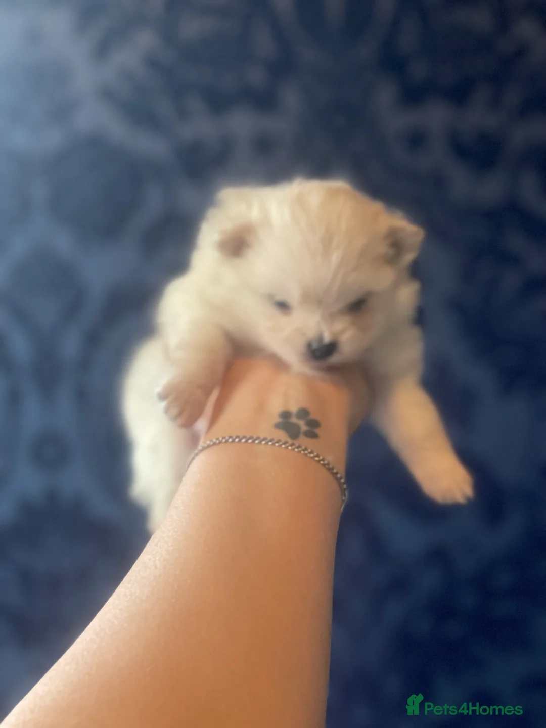 Pomeranian dogs for sale: White KENNEL CLUB Registered CHAMPION Bloodlines - Advert 17