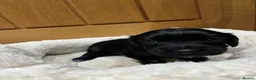 Cocker Spaniel dogs for sale: WCS puppies from amazing breed lines - Advert 14