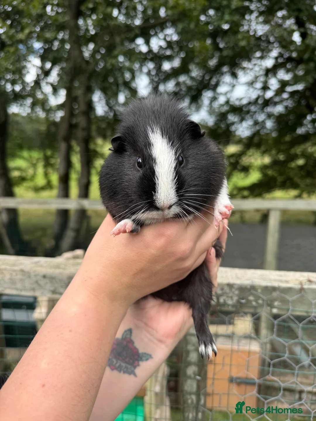 Guinea Pig rodents for sale: Guinea pigs  - Advert 11