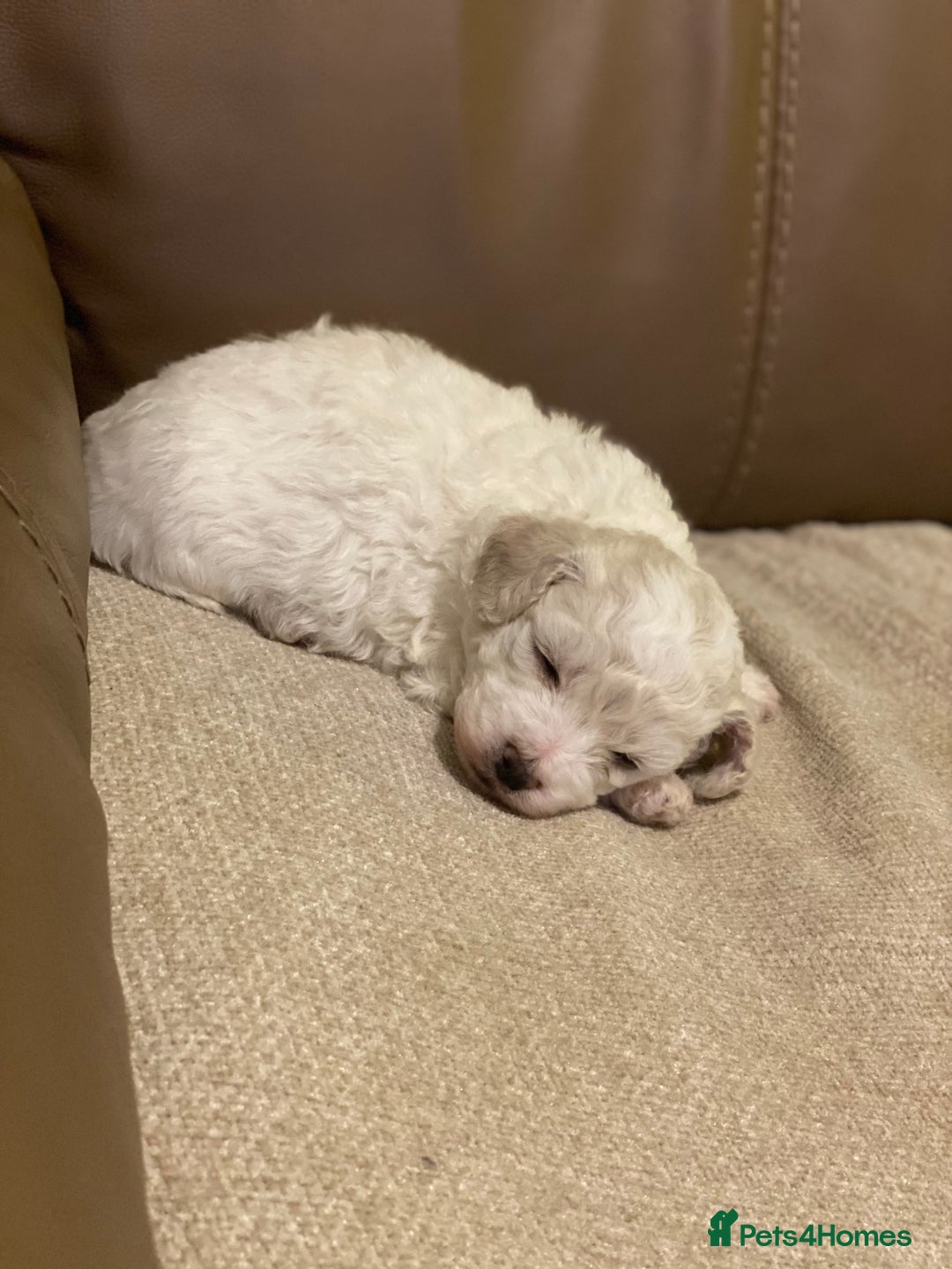 Bichon Frise dogs for sale: Beautiful Bichon frise puppies - Advert 14