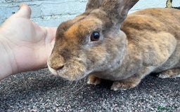 Rex rabbits for sale: Neutered Mini Rex Boy - Image 1